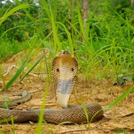 Another pet cobra went missing in Central Florida last night