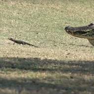 Florida woman films 16 baby gators parading through her backyard