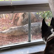 Very good boy barks at Florida gator