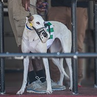 Greyhound dies at Sanford Orlando Kennel Club after eating old meat