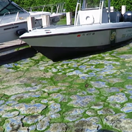 ACLU: Florida failed to warn public of danger during toxic algae bloom crisis