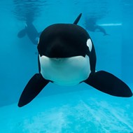 Another killer whale dies at SeaWorld following struggle with lung disease