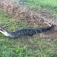 6-foot gator removed from Ocala elementary school