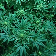 Orange County will consider banning medical marijuana dispensaries Tuesday