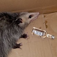 A Florida party opossum broke into a liquor store and got drunk