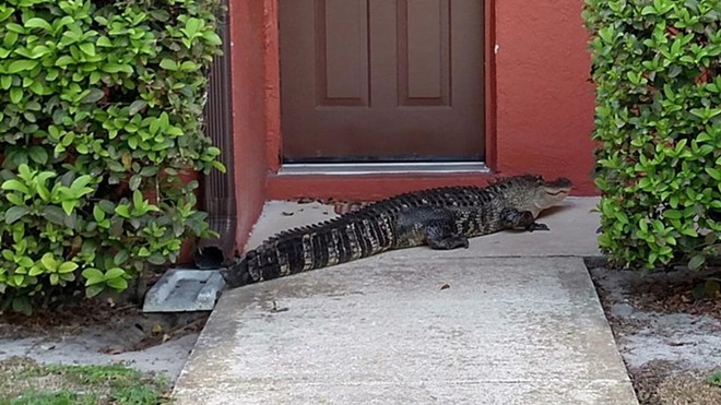 Authorities capture 9-foot alligator on doorstep of Florida home