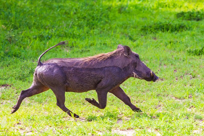 Wildlife officials captured an African warthog wandering through a Florida neighborhood