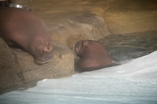 Guests at SeaWorld can now meet these two new mustachioed baby walruses (3)