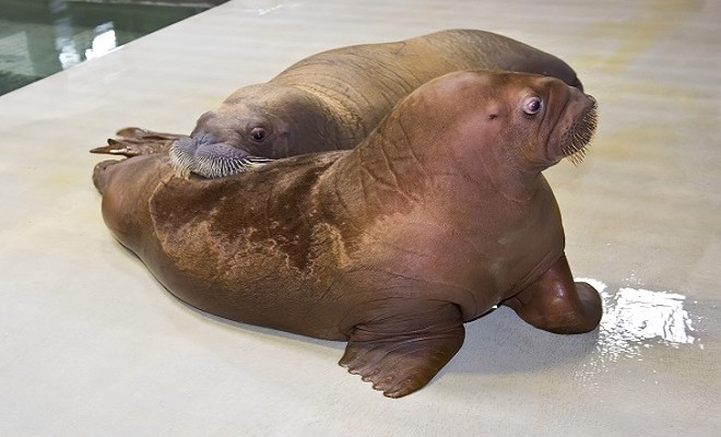 Guests at SeaWorld can now meet these two new mustachioed baby walruses
