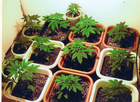 Appeals court blocks 'homegrown' marijuana ruling for Florida patient