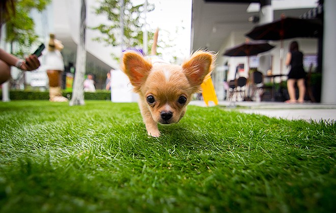 Nurse your Cinco hangover at Cocina 214's annual Running of the Chihuahuas