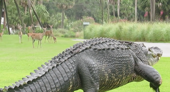 Herd of deer allow massive gator to play through at Florida golf course