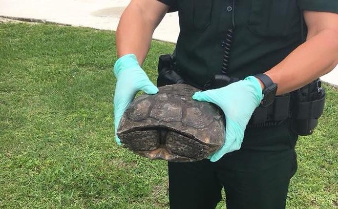 Florida man caught searching for threatened gopher tortoises to eat
