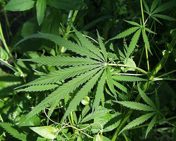 You can now legally smoke medical marijuana in Florida