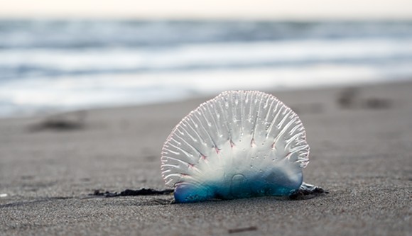 More than 600 people were treated for jellyfish stings at Volusia County beaches last weekend