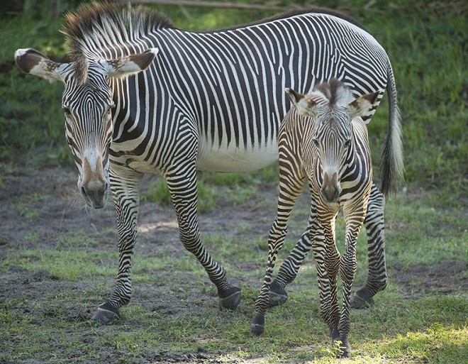 Disney debuts two new zebra foals at Animal Kingdom