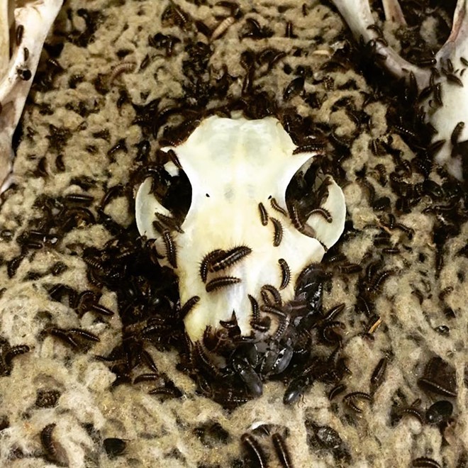 Flying lemur skull with flesh-eating insects