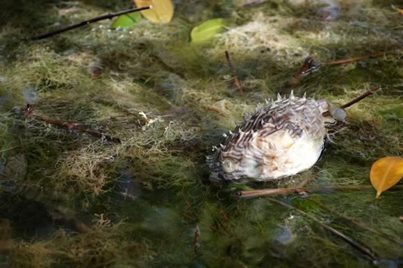 A dead pufferfish found on the edge of Merritt Island near the Banana River lagoon during the fish kill last March. - PHOTO BY MONIVETTE CORDEIRO