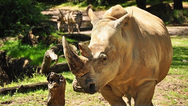 Disney will allow guests to touch a rhino at Animal Kingdom