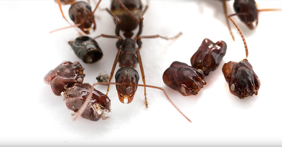 Florida's most metal ant collects the skulls of dismembered enemies to decorate nest