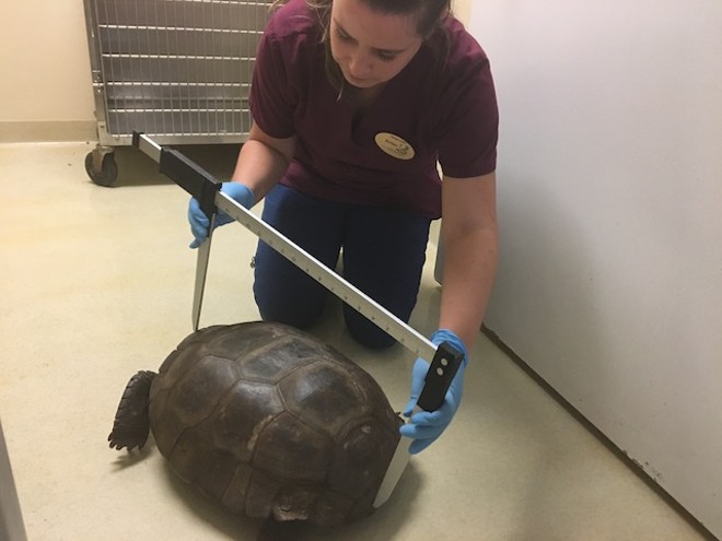 Please enjoy this enormous Florida gopher tortoise