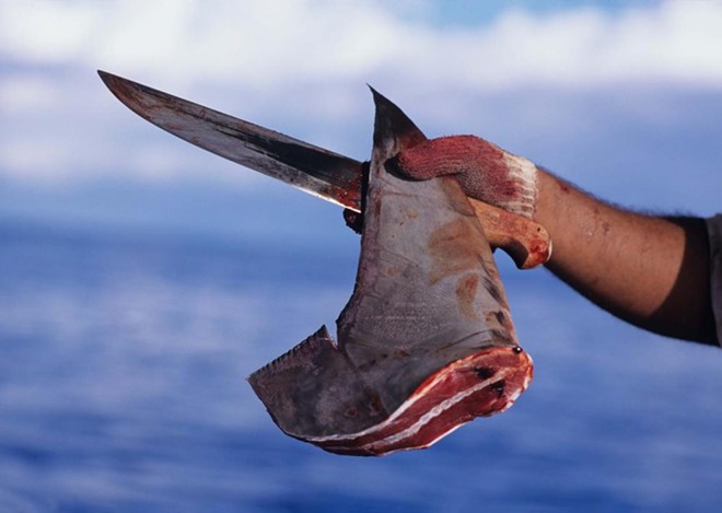 A freshly cut dorsal fin from a scalloped hammerhead shark. - PHOTO BY JEFF ROTMAN VIA THE SMITHSONIAN INSTITUTION