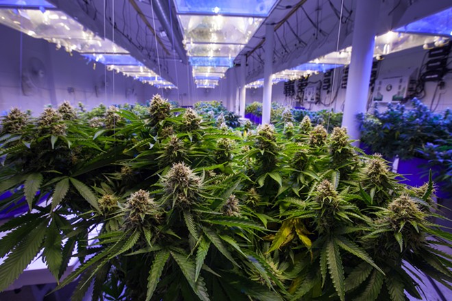 Number of Floridians using medical marijuana continues to grow, report says