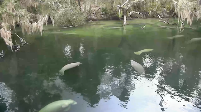 There are nearly 500 manatees at Blue Spring State Park right now