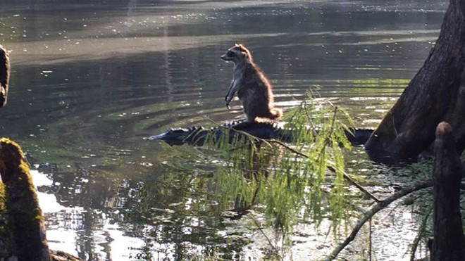 A raccoon posed on an alligator last weekend, resulting in Florida's greatest photo