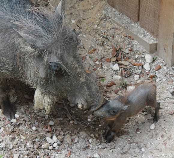 The Central Florida Zoo wants you to name this baby warthog