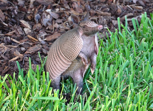Floridians are getting leprosy from armadillos at a higher rate than normal
