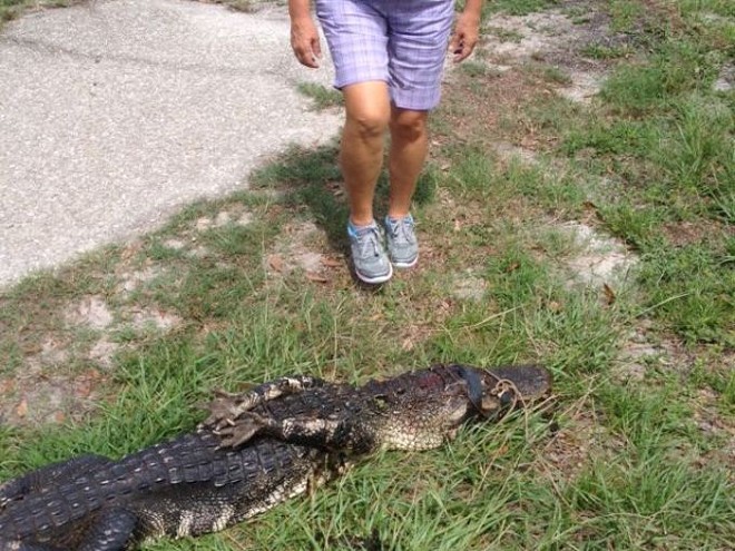 A Florida woman jumped into a pond and rescued her dog from a 7.5 foot gator
