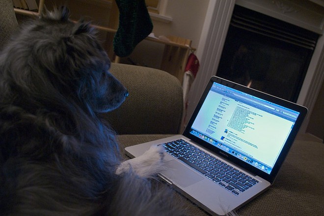 New website matches pets with potential owners based on personality