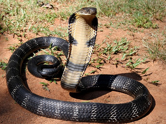 Don't panic, but there's a king cobra on the loose in Orlando