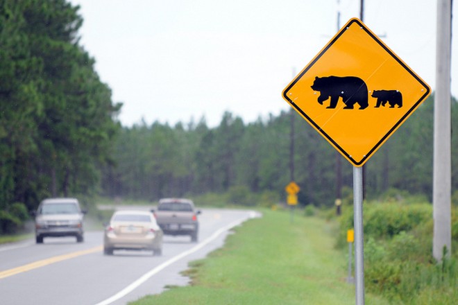Circuit judge denies injunction to stop Florida's bear hunt