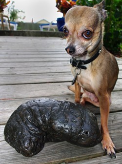An image of Frandsen's dog, Kung Pao, next to Precious, the largest coprolite in his collection. Precious weighs over 4 pounds and is between 5- and 23-million-years-old. - Photo via George Frandsen