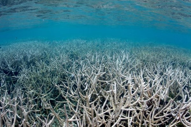 Your sunscreen is killing coral reefs, says recent study