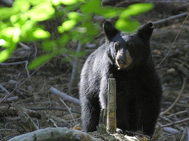Florida Fish and Wildlife Conservation Commission closes bear hunt after 48 hours