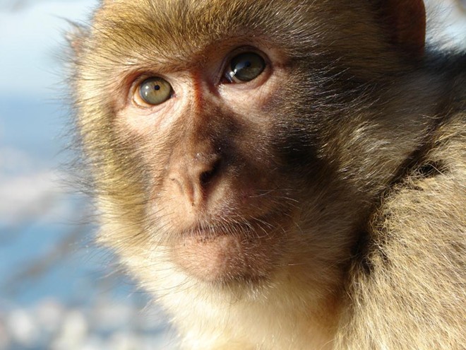 A typical rhesus macaque monkey - PHOTO VIA TUMBLR