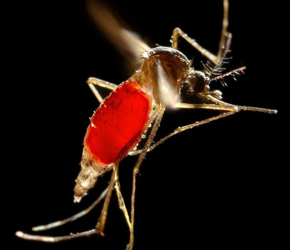 Floridas First Sexually Transmitted Zika Case Is In Polk County Orlando Orlando Weekly 