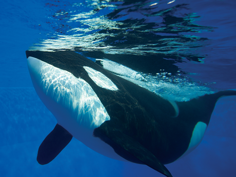 SeaWorld puts an end to orca breeding program
