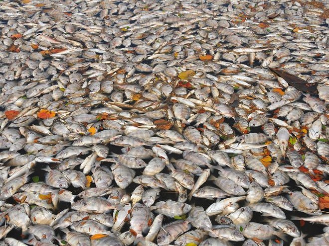 Thousands of fish are dying at Indian River Lagoon