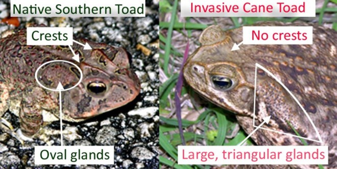 Florida is currently clogged with these giant poisonous toads