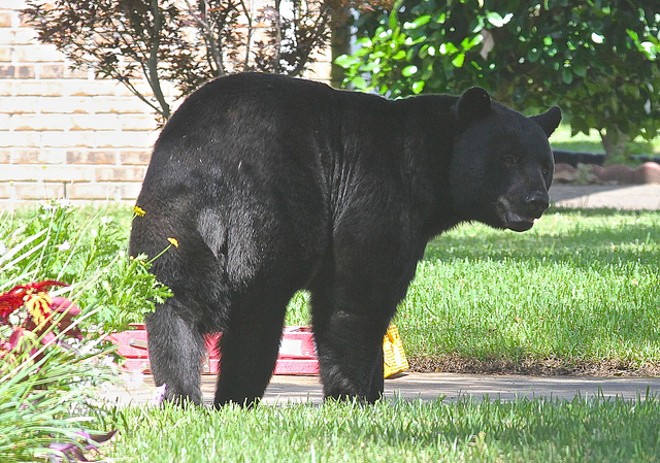 FWC: Florida black bear population 'robust'