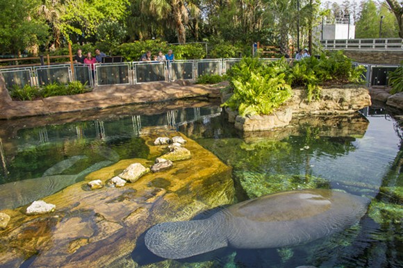 Guests can now access SeaWorld's Manatee Rehab Center