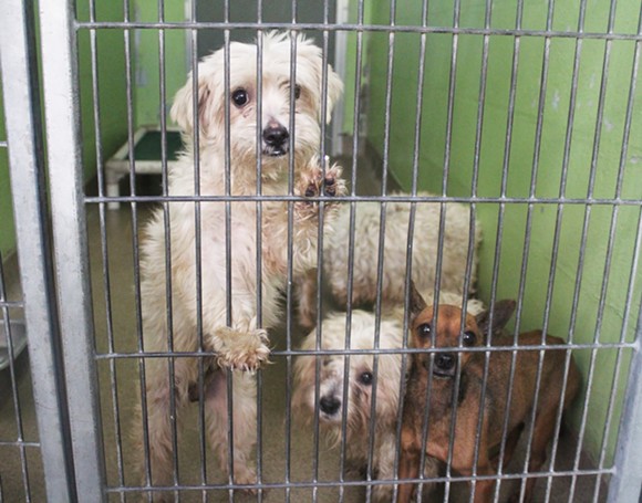 A local woman dropped off 27 dogs at Orange County Animal Services last night