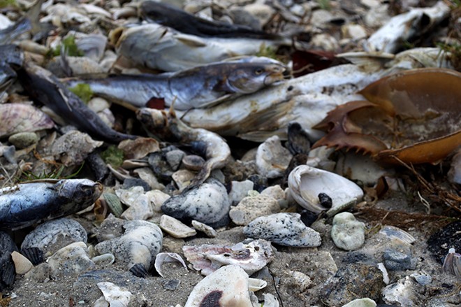Thousands of fish died in the waters off Florida’s Space Coast, and angry residents want to know why