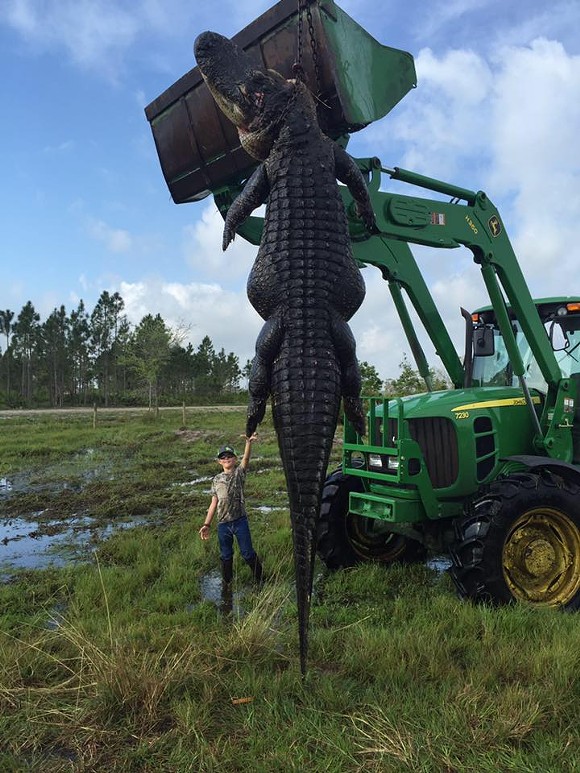 Arguably the largest gator to ever be caught in Florida was hunted down last weekend