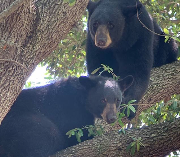 Two black bears are just chilling on a tree outside an Orlando school