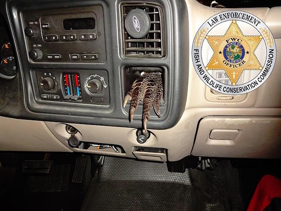 Florida man cited after authorities found an illegally poached gator foot stuck in his dashboard